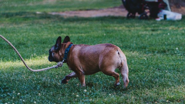 Panier pour chien : offrez-lui un cocon de confort