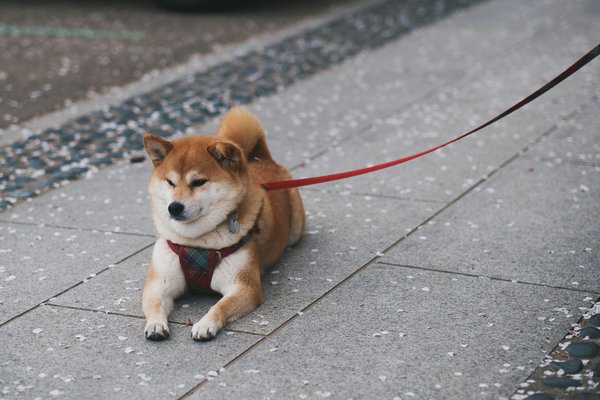Tout ce qu'il faut savoir pour accueillir un shiba inu chez soi